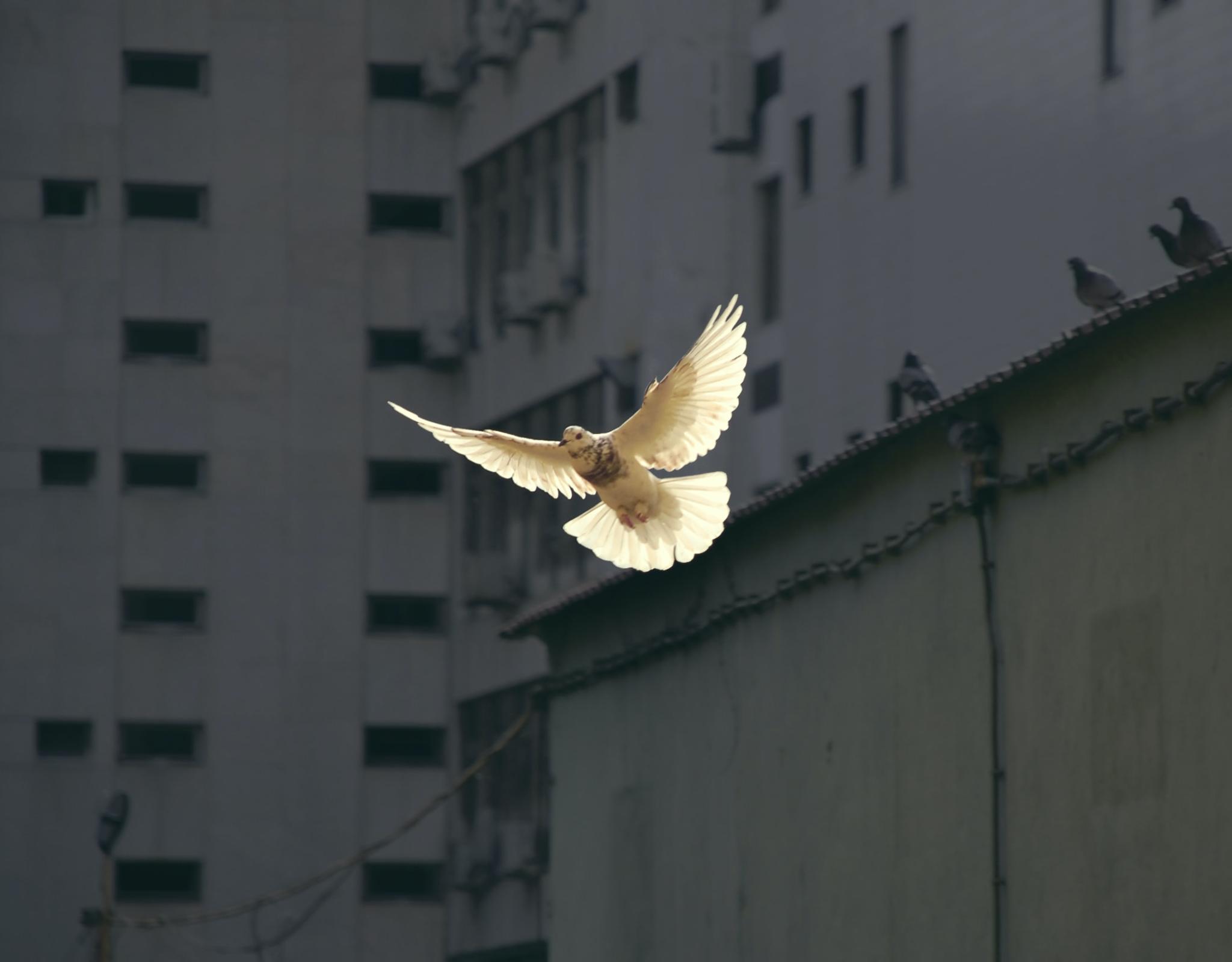 Flying Dove