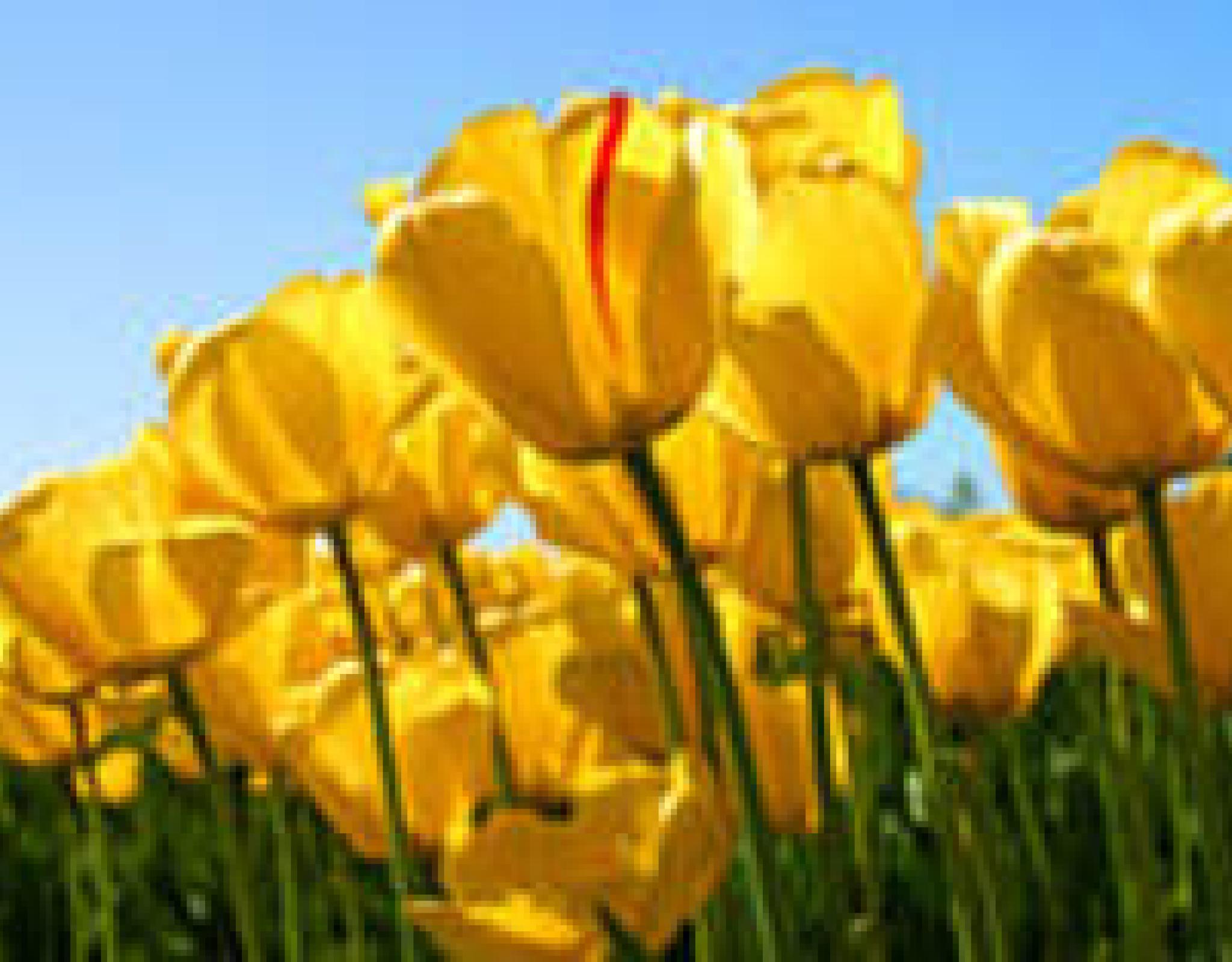 Yellow flowers