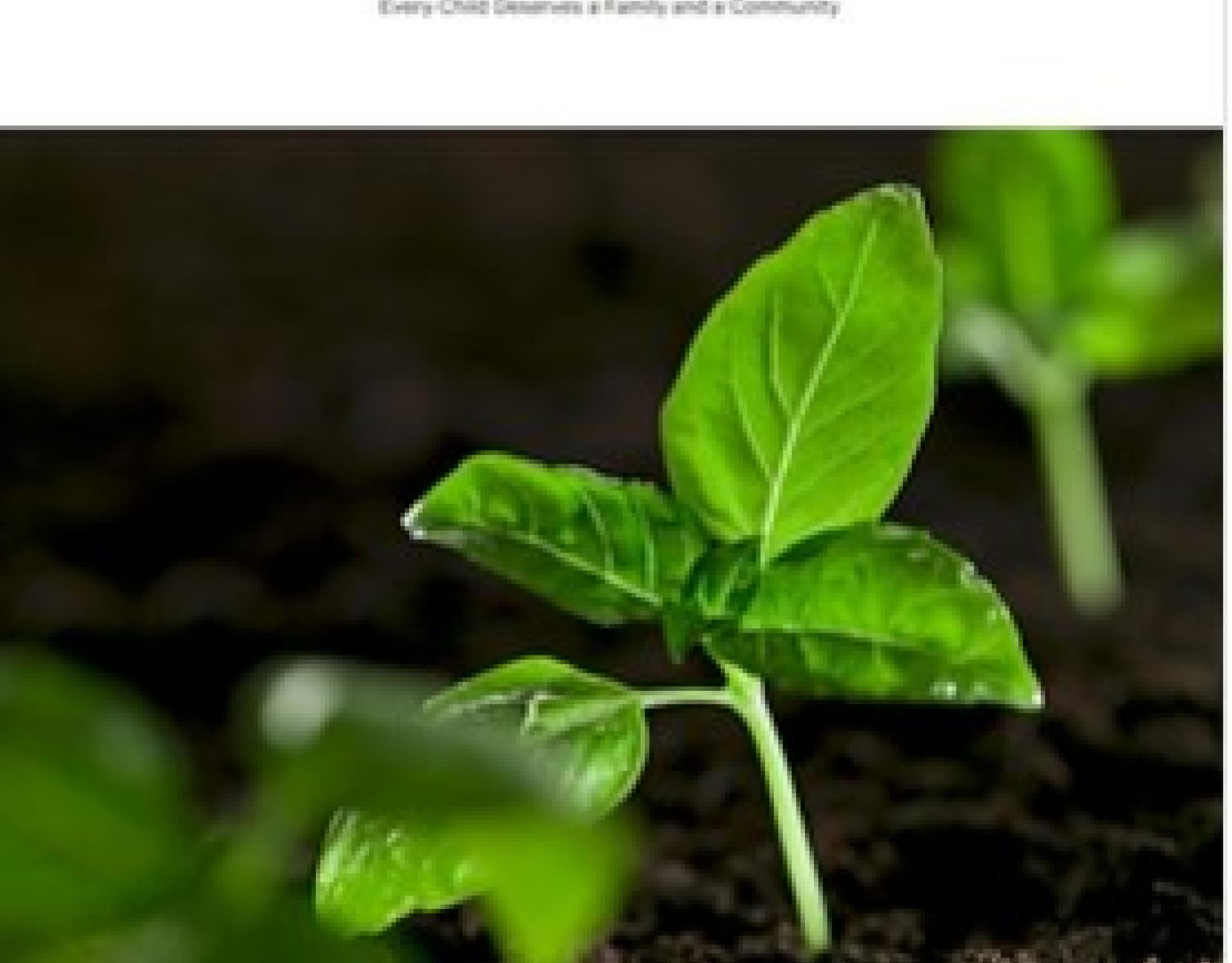 New leaf growing