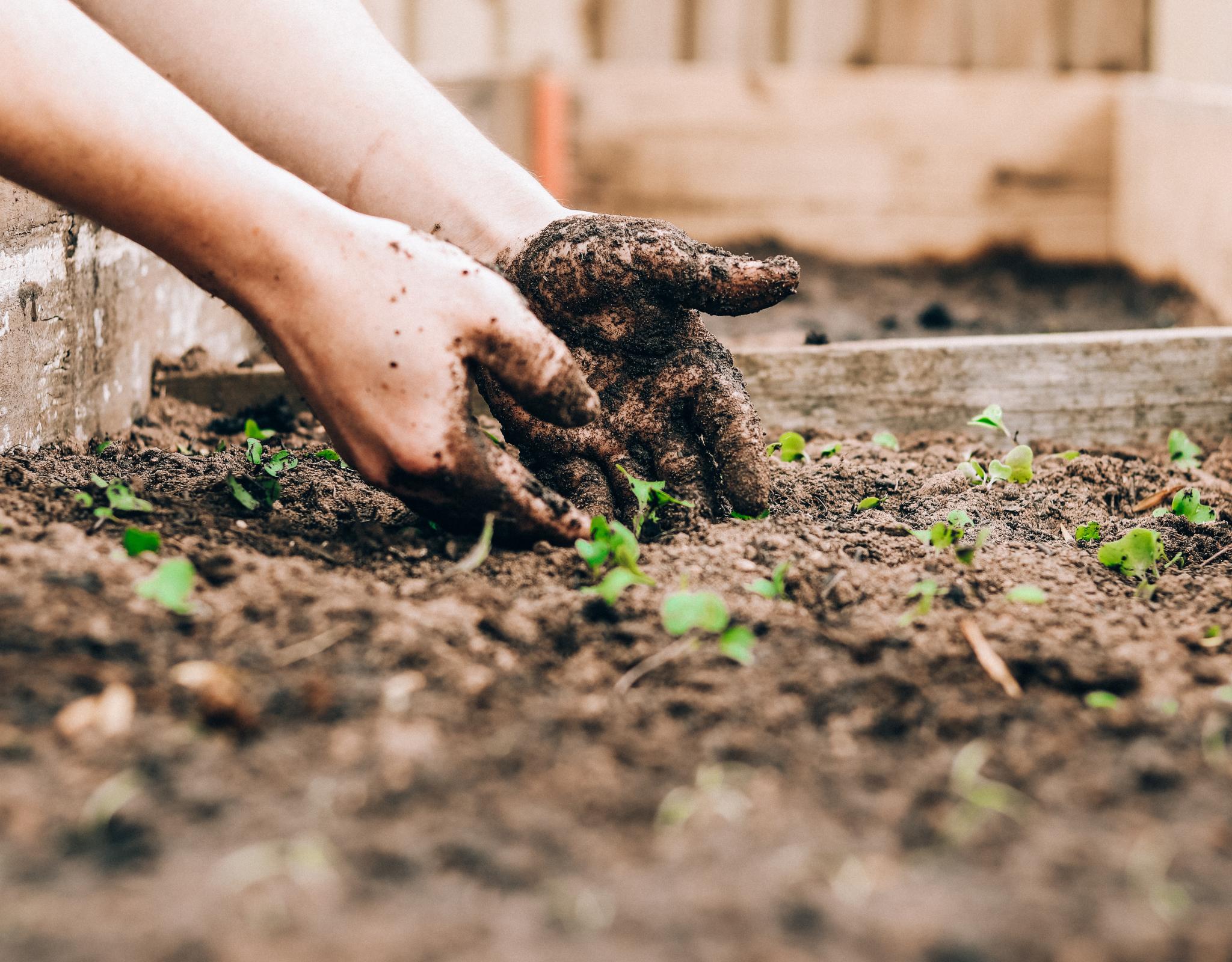 Hands planting in dirt