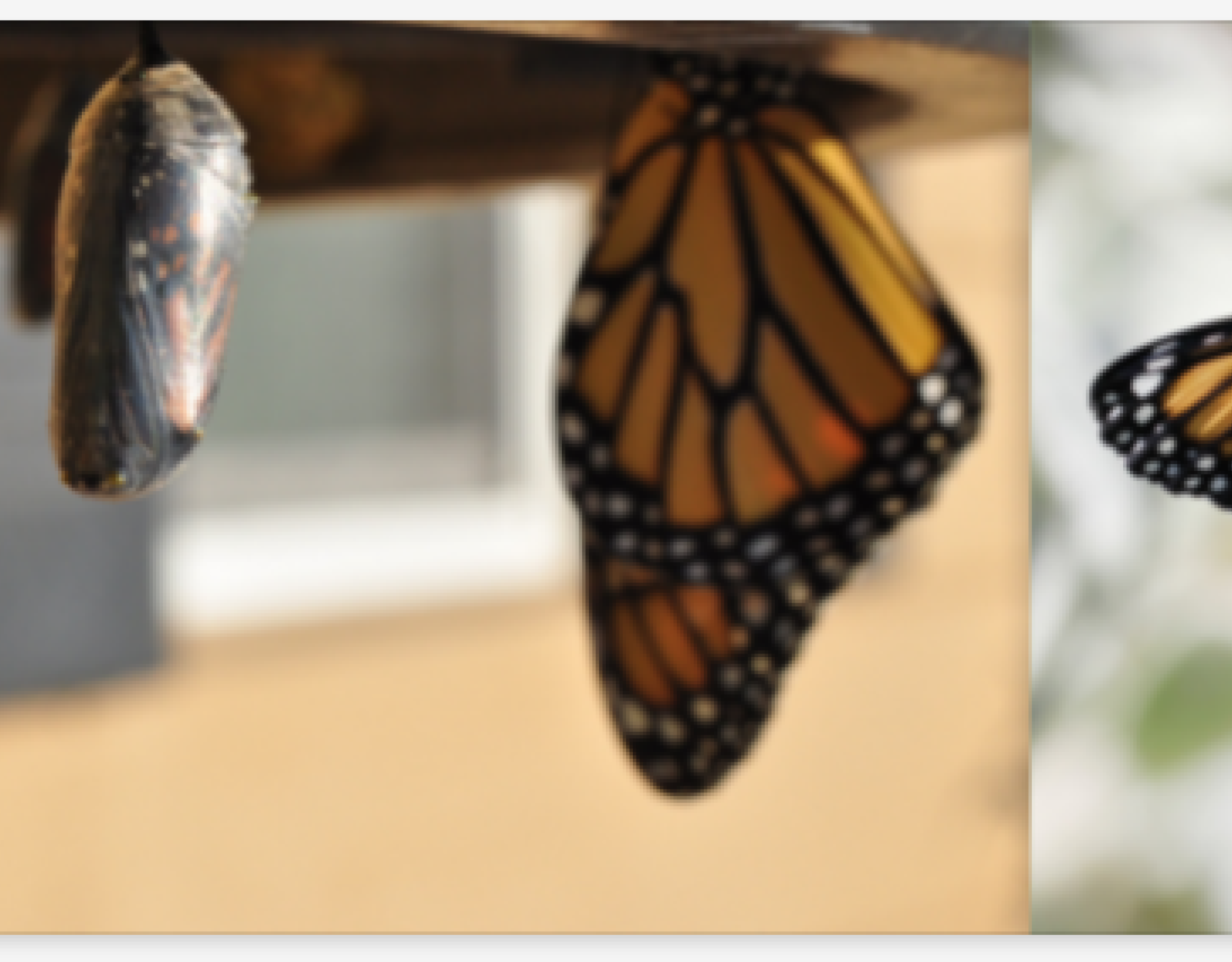 Two chrysalis are hanging next to each other with a monarch butterfly hanging as the third in the row
