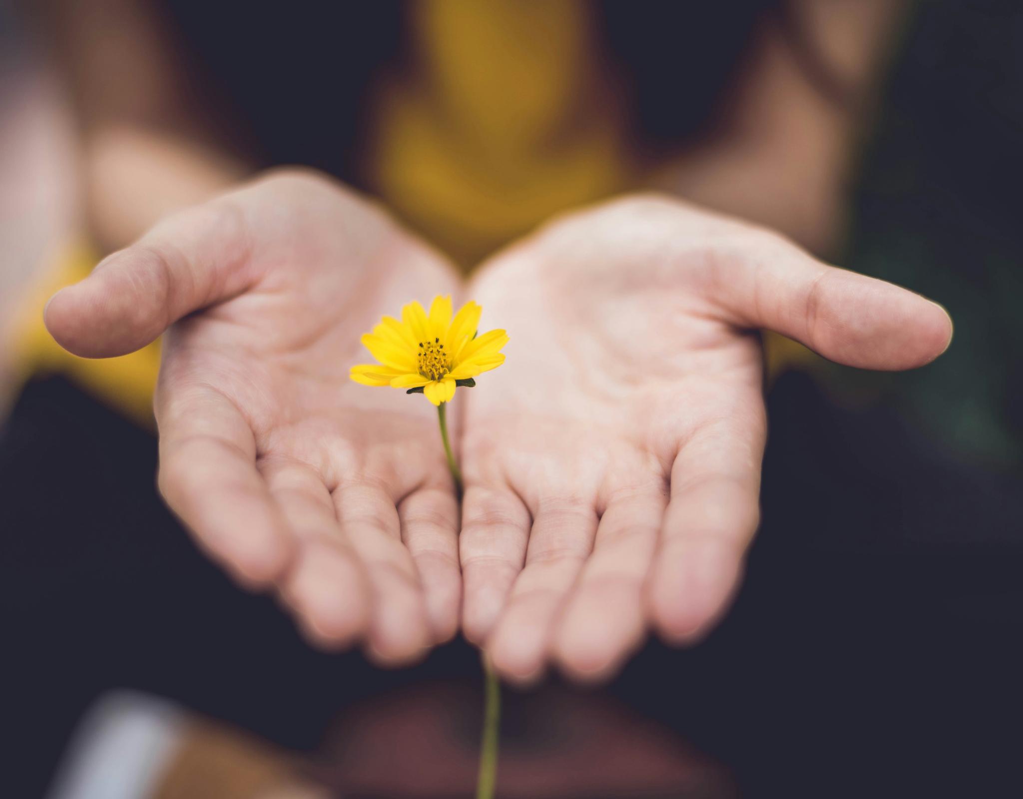 Hand holding yellow flower
