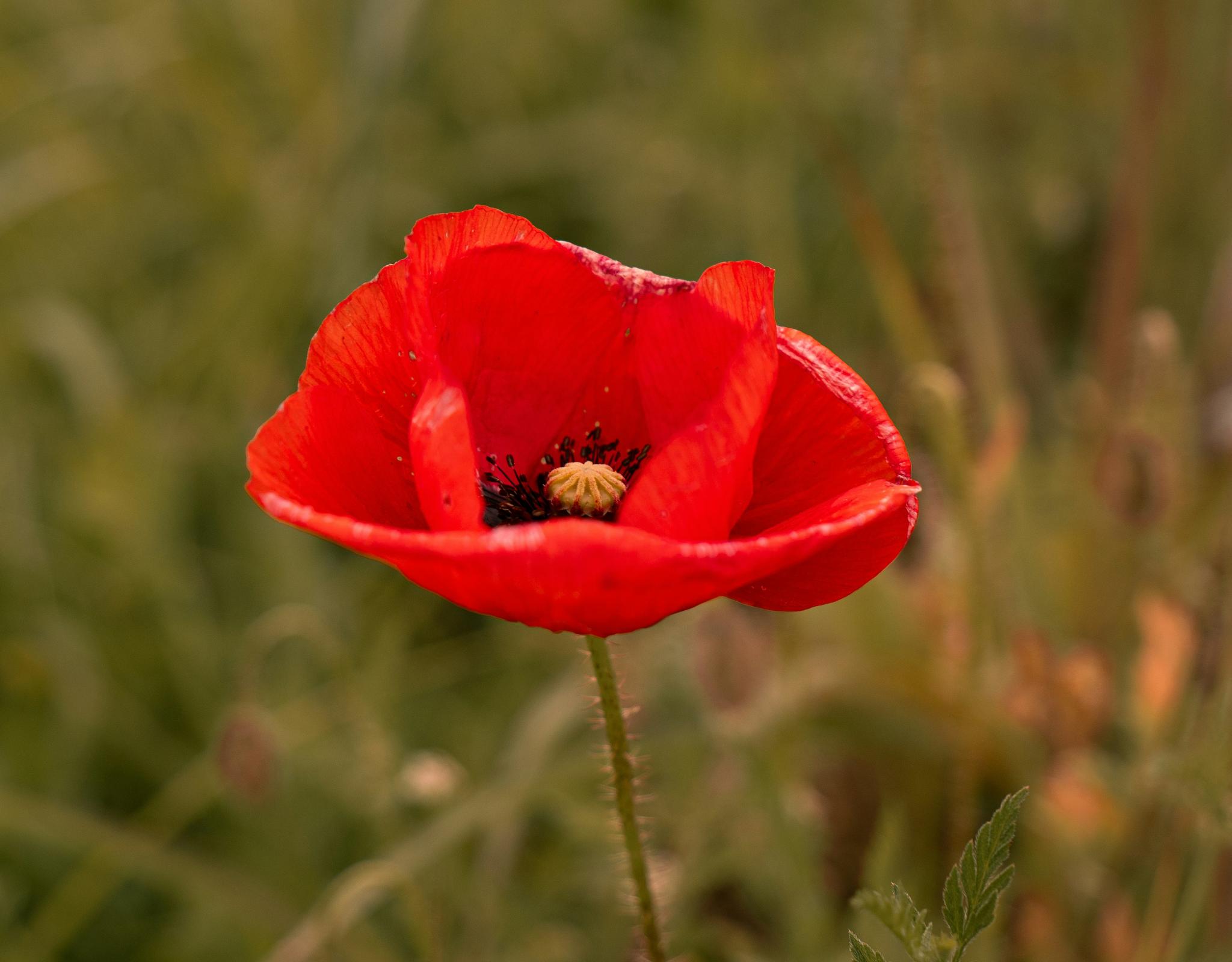 red anemone