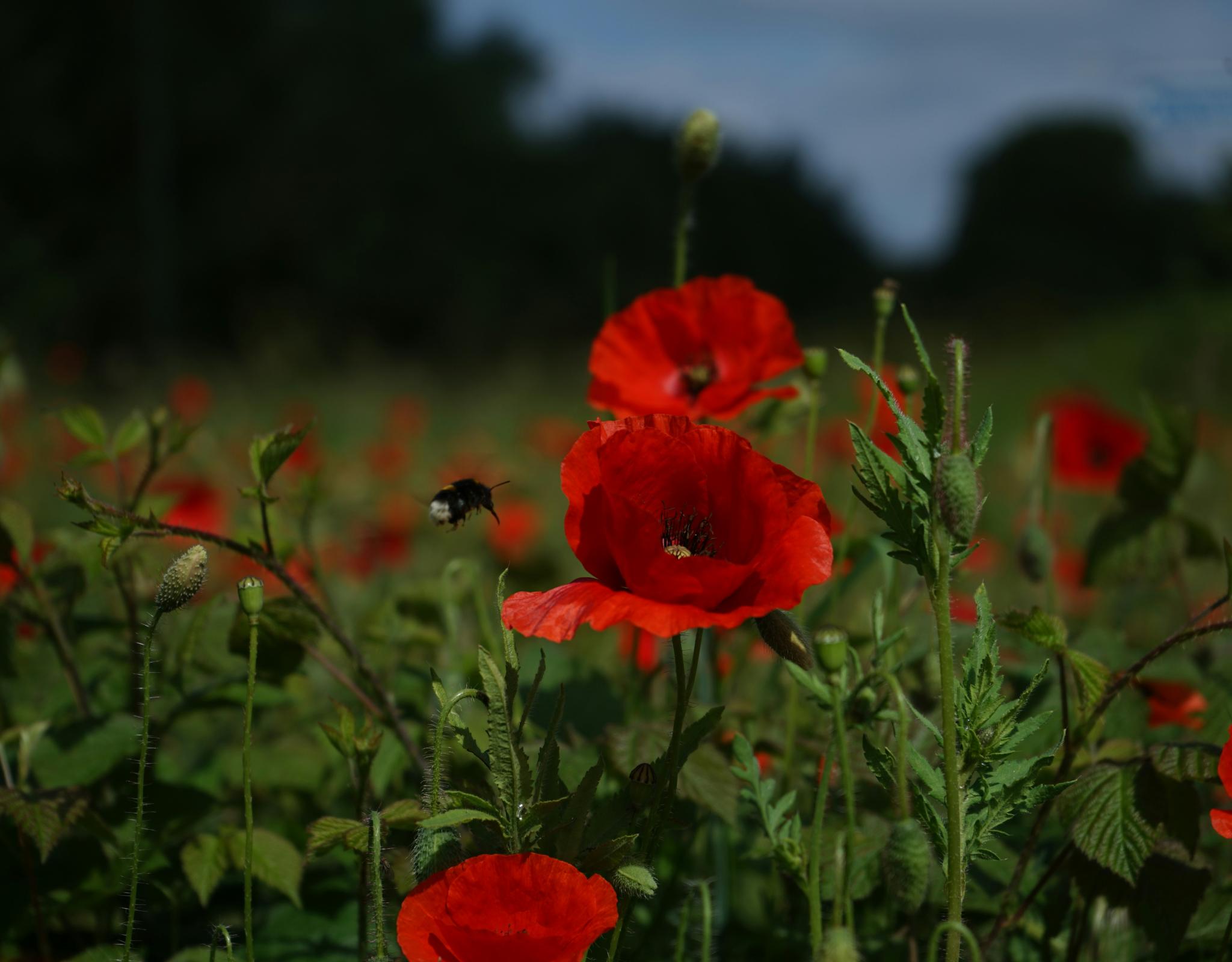 red anemone