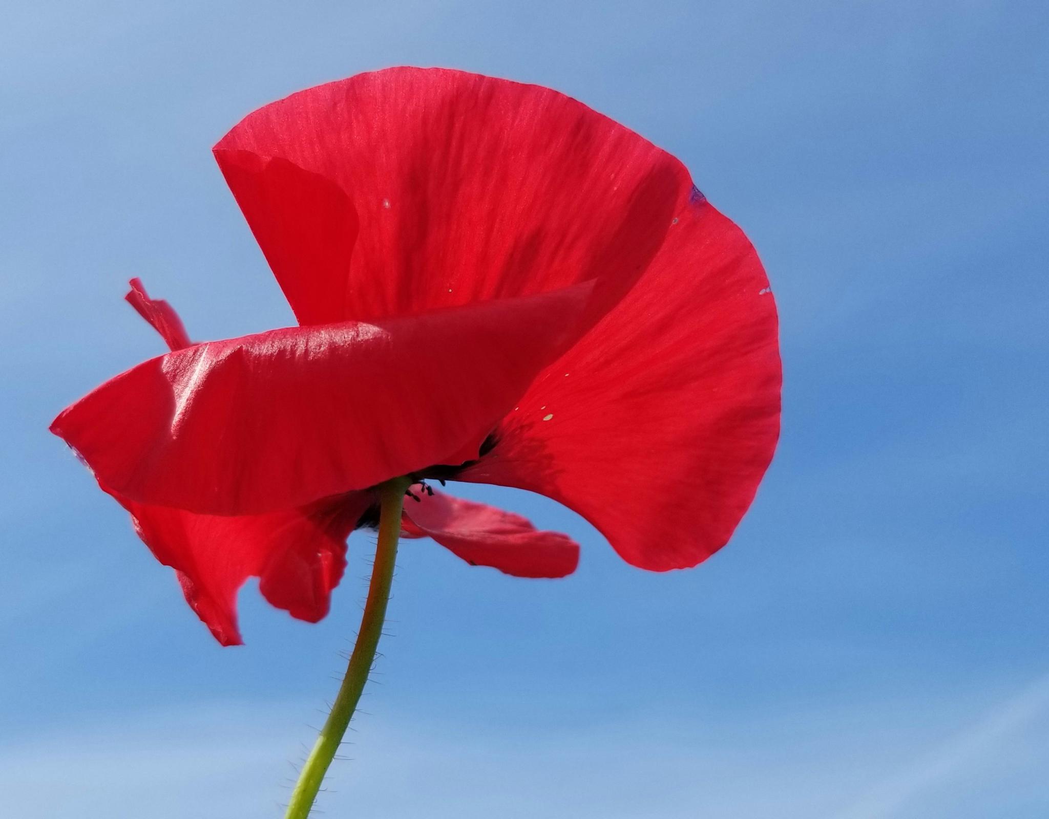 red anemone