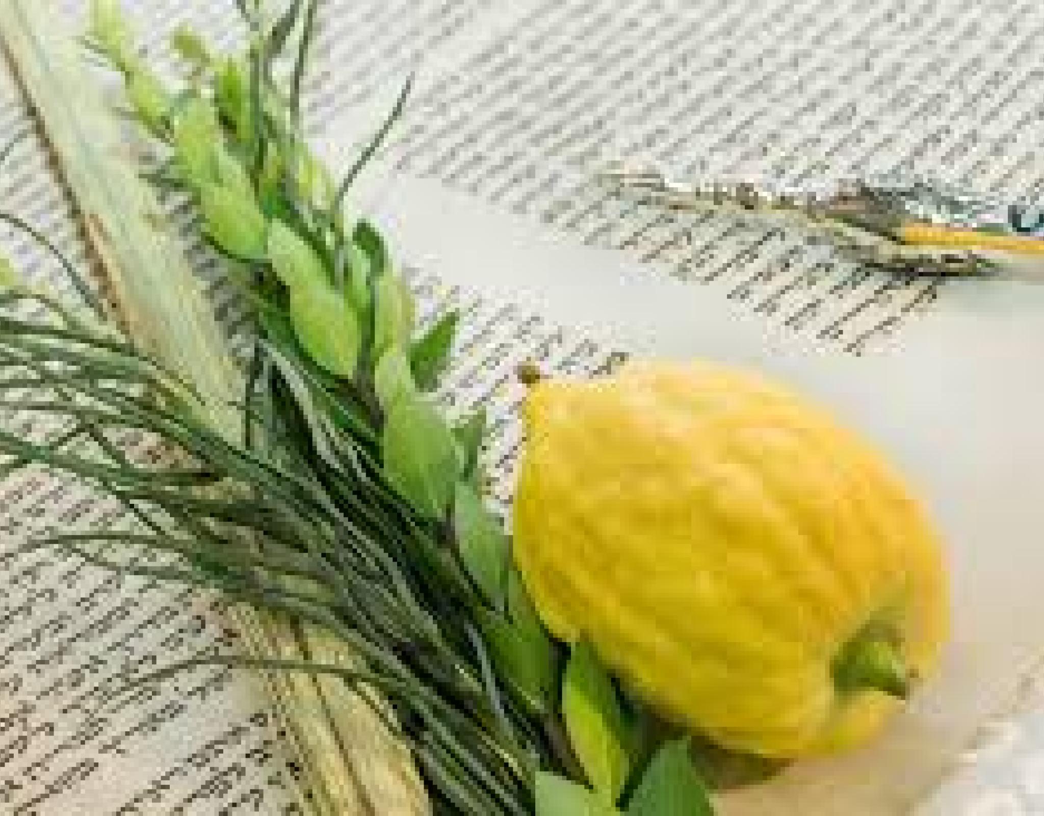 Torah, Lulav, Etrog and Yad