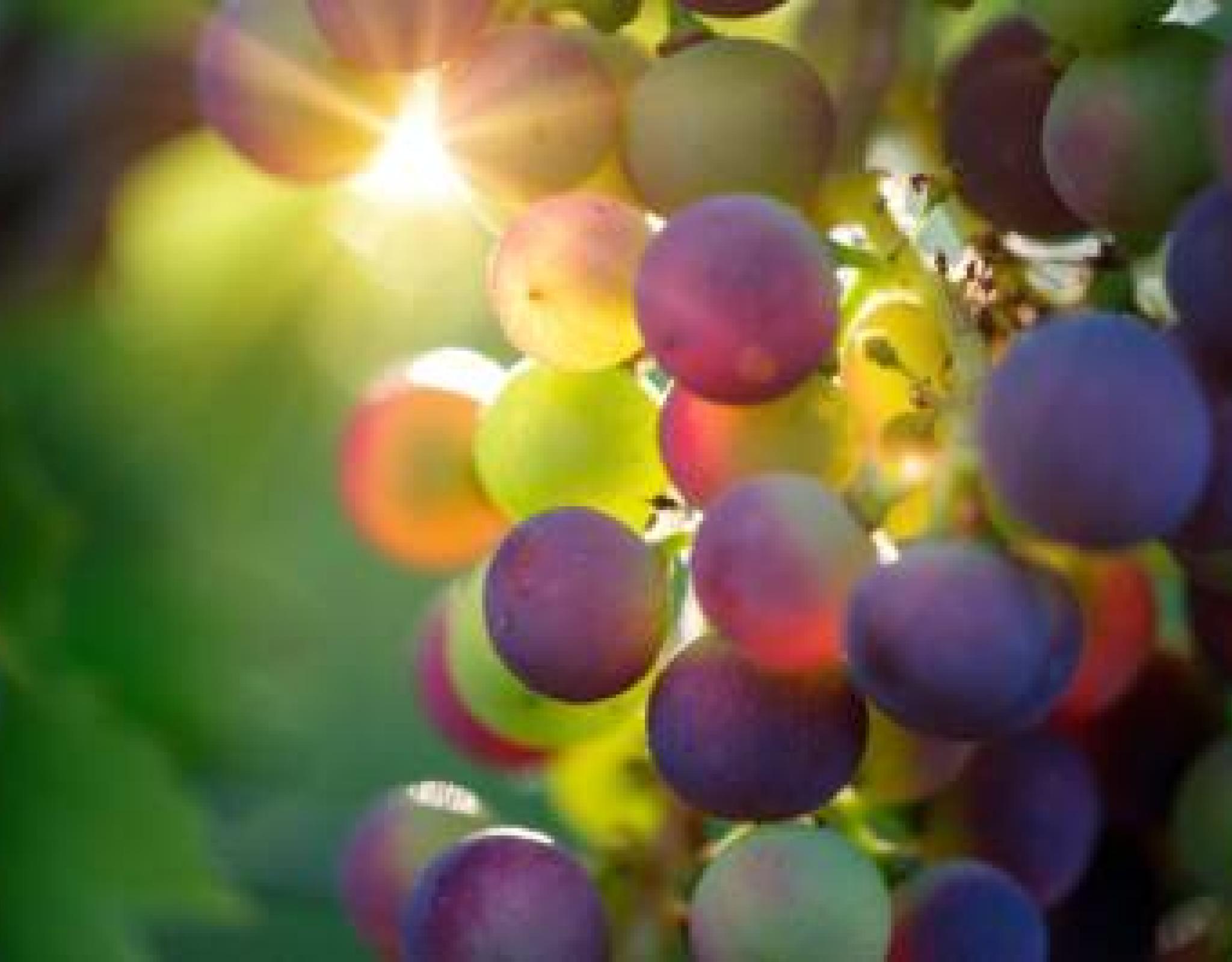 Rabbi Sacks: Tu B'Shvat