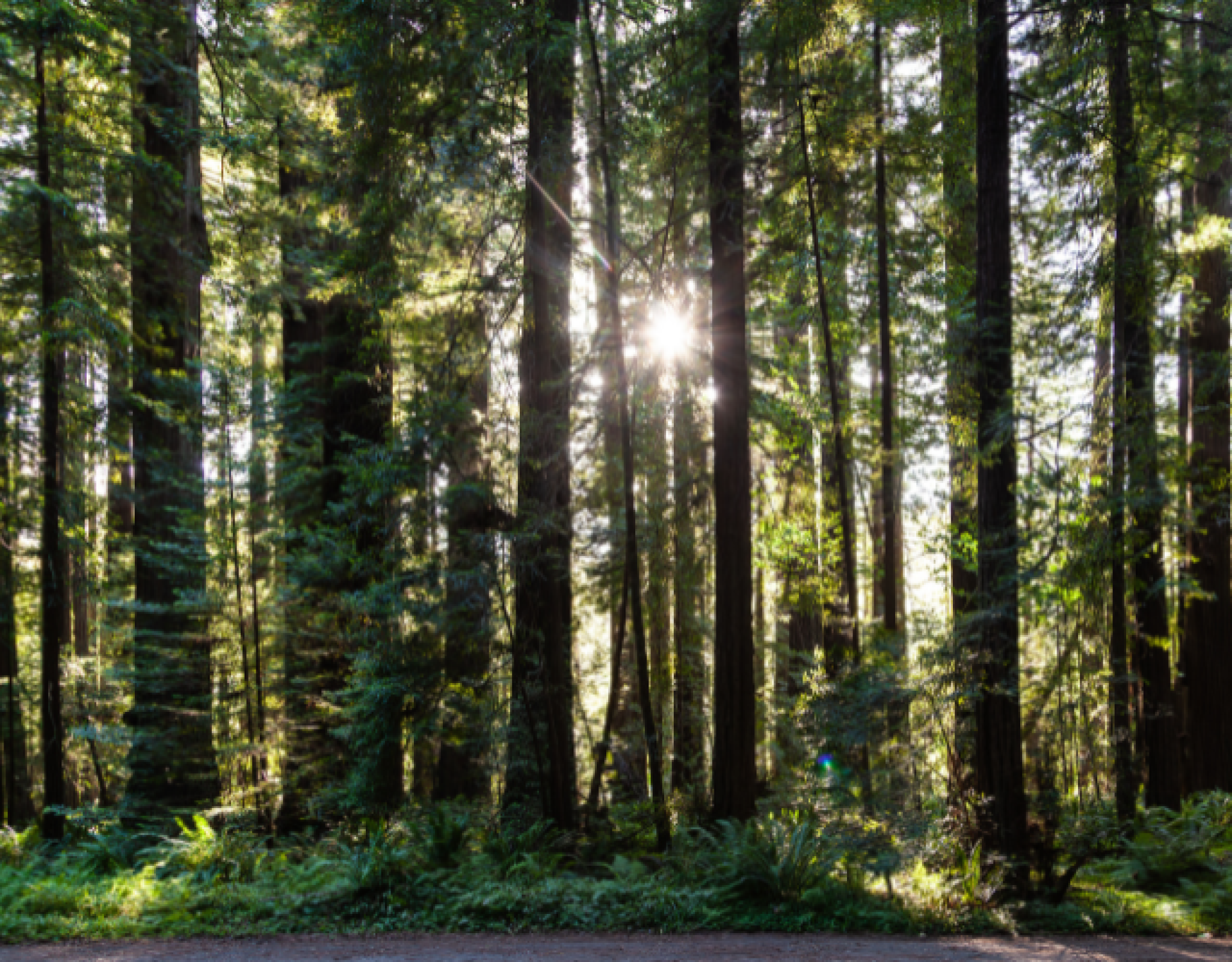 redwood tree forest