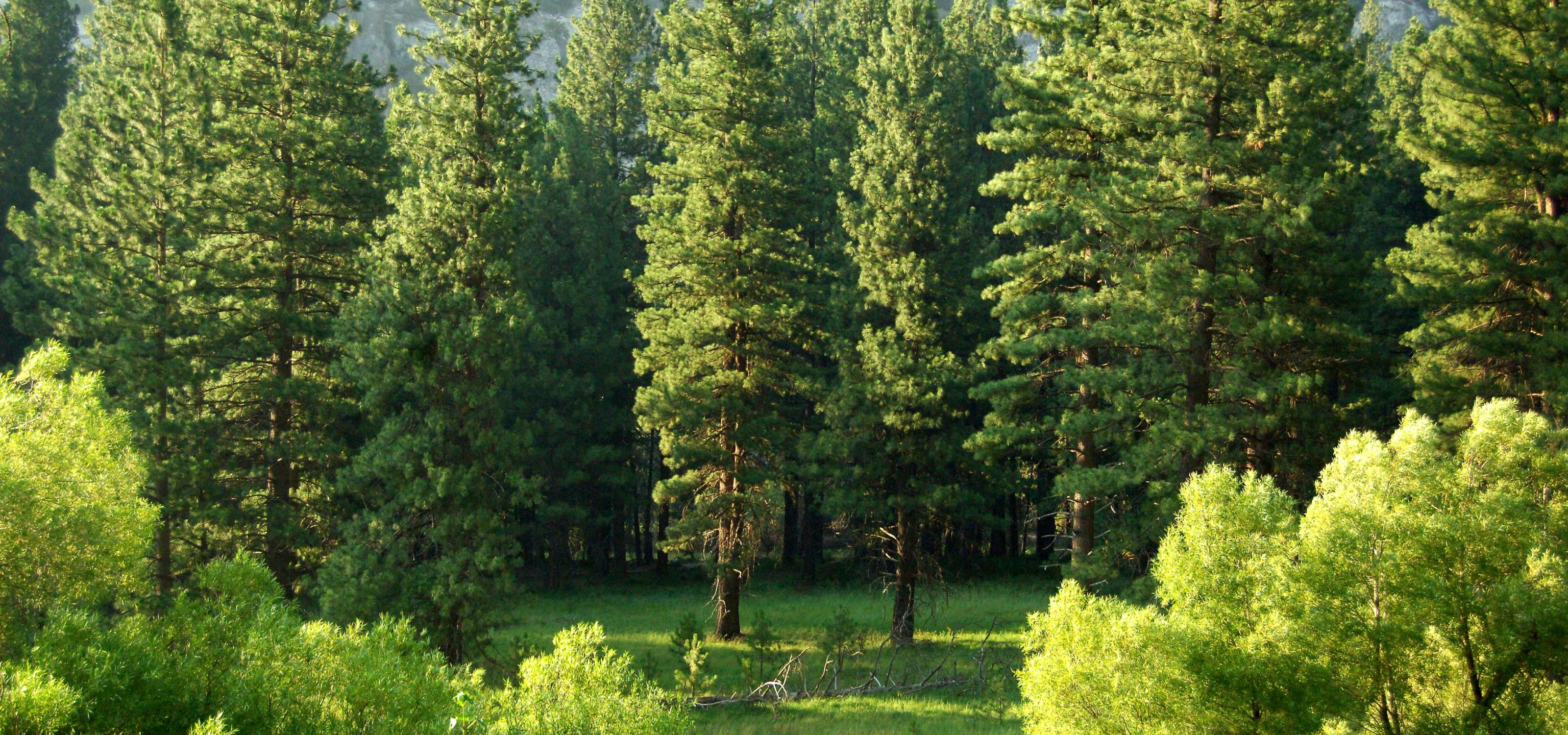 Trees