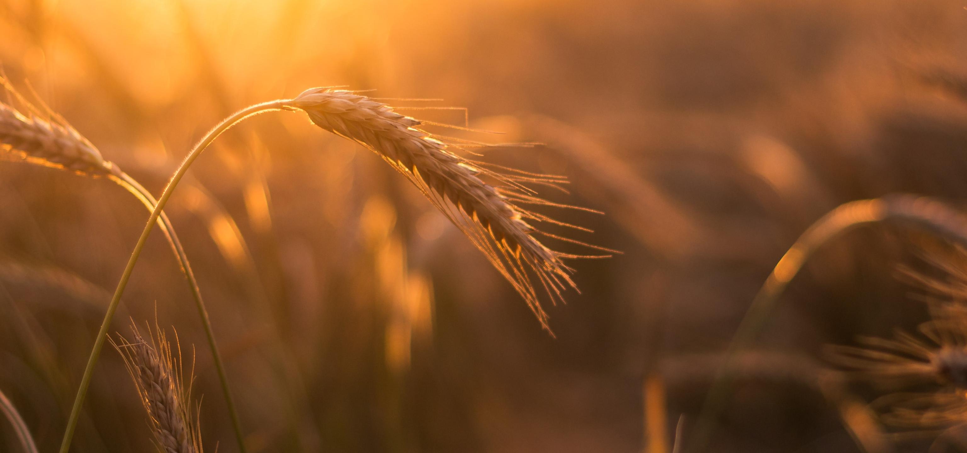 Wheat field at sunsut