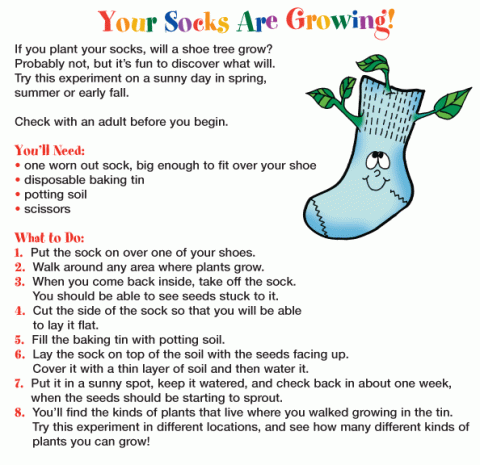 Your Socks Are Growing lesson text