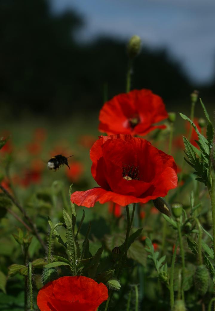 red anemone