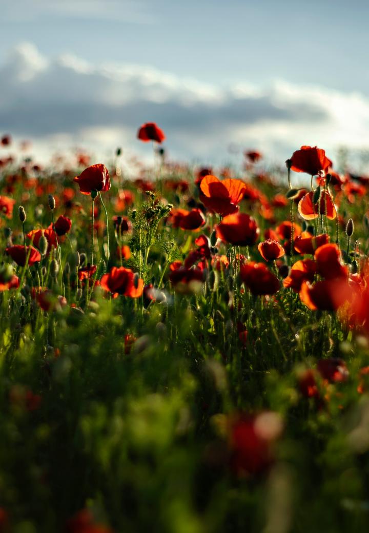 Poppies